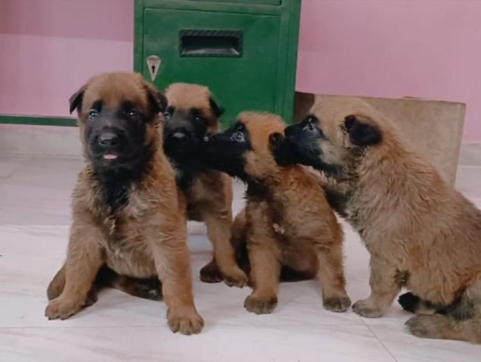 DogsIndia.com - Belgian Malinois - Mithran