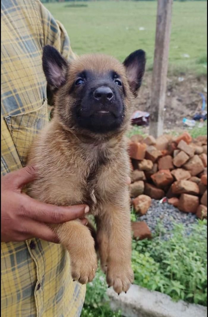 DogsIndia.com - Belgian Malinois - Mithran