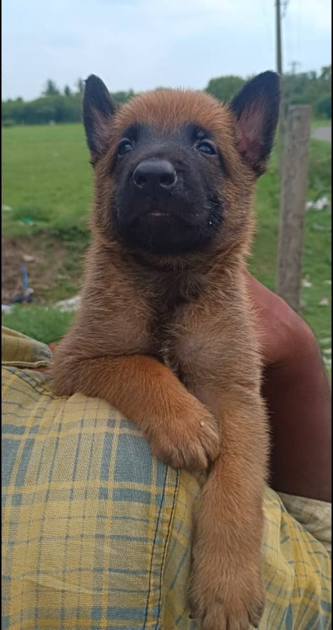 DogsIndia.com - Belgian Malinois - Mithran