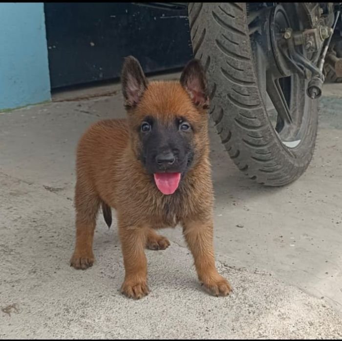 DogsIndia.com - Belgian Malinois - Mithran