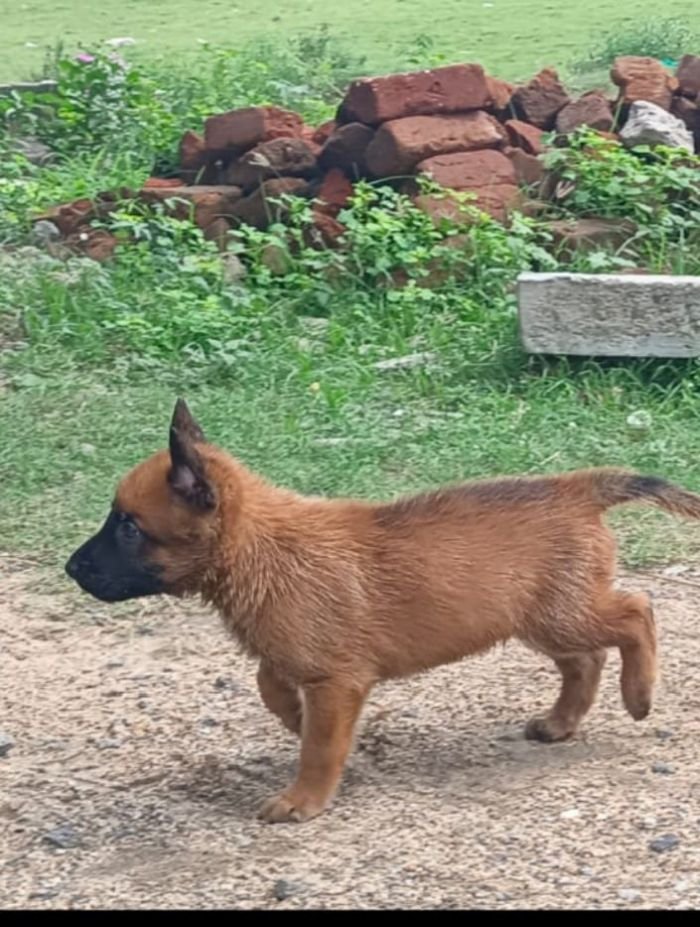 DogsIndia.com - Belgian Malinois - Mithran