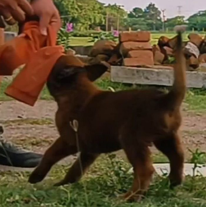 DogsIndia.com - Belgian Malinois - Mithran
