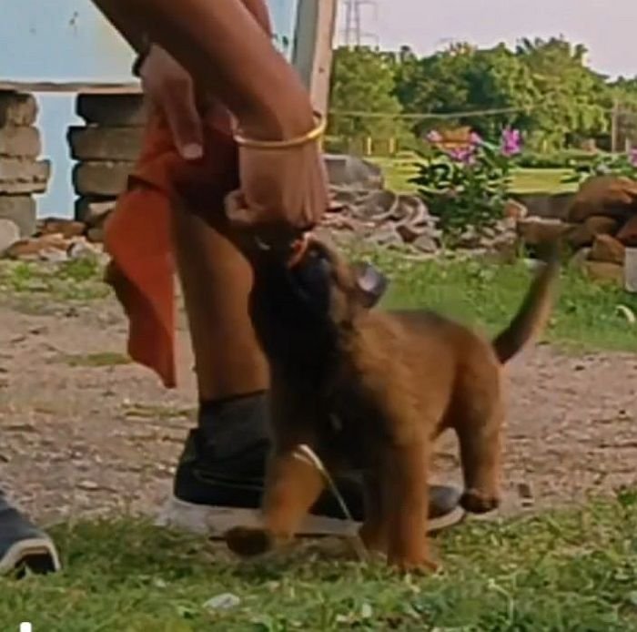 DogsIndia.com - Belgian Malinois - Mithran