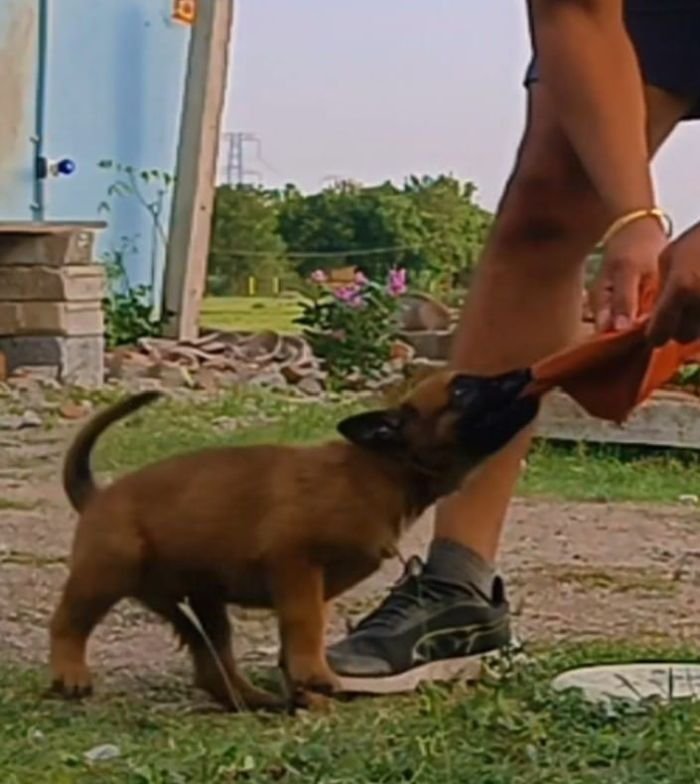 DogsIndia.com - Belgian Malinois - Mithran