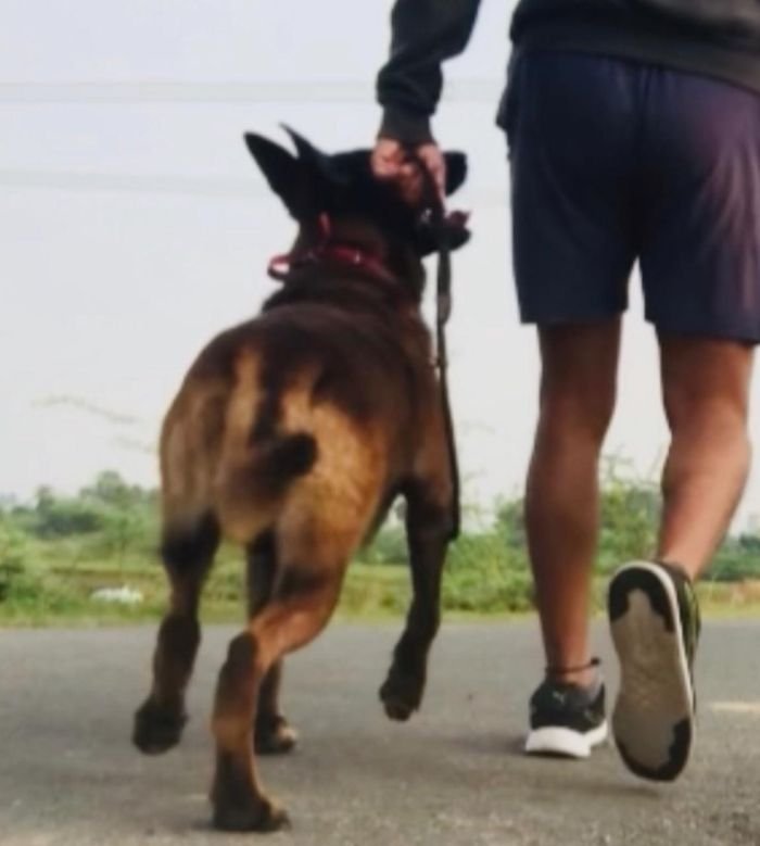 DogsIndia.com - Belgian Malinois - Mithran