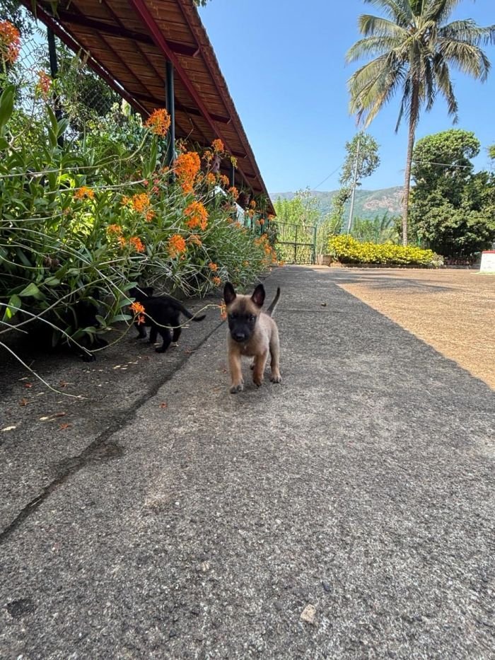 DogsIndia.com - Belgian Malinois - Rohan (Coorg)