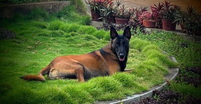 DogsIndia.com - Belgian Malinois - Rohan (Coorg)