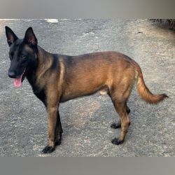DogsIndia.com - Belgian Malinois - Rohan (Coorg)