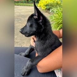DogsIndia.com - Belgian Malinois - Rohan (Coorg)