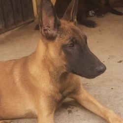 DogsIndia.com - Belgian Malinois - Sakthivel