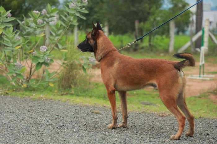 DogsIndia.com - Belgian Malinois - Shabir