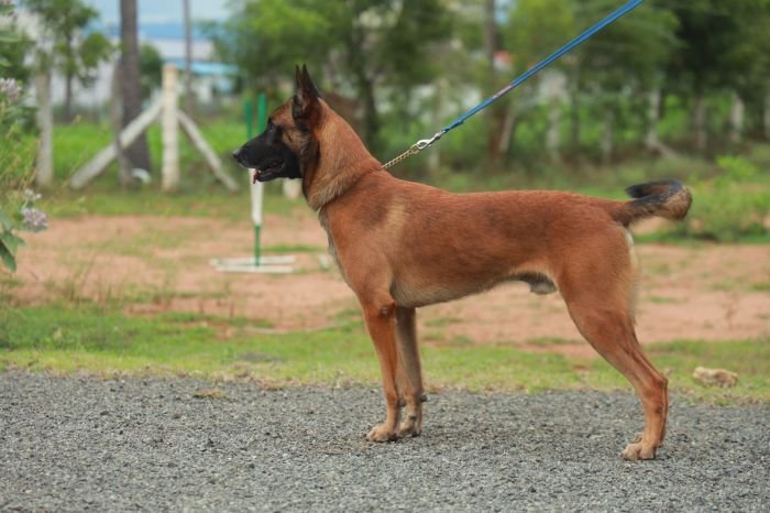 DogsIndia.com - Belgian Malinois - Shabir