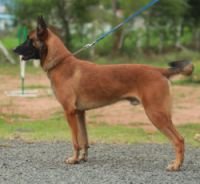 DogsIndia.com - Belgian Malinois - Shabir