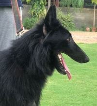 DogsIndia.com - Belgian Shepherd - Akshay Dagar