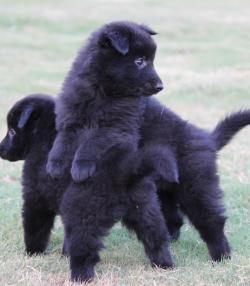 DogsIndia.com - Belgian Shepherd - Akshay Dagar