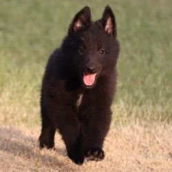 DogsIndia.com  Belgian Shepherd  Akshay