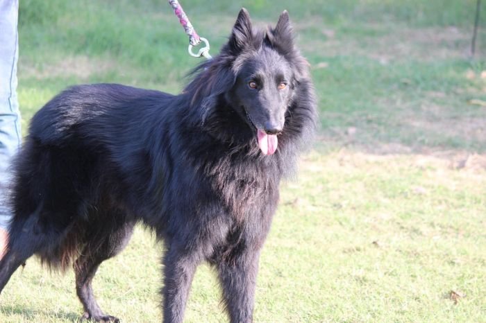 DogsIndia.com - Belgian Shepherd - Akshay Dagar