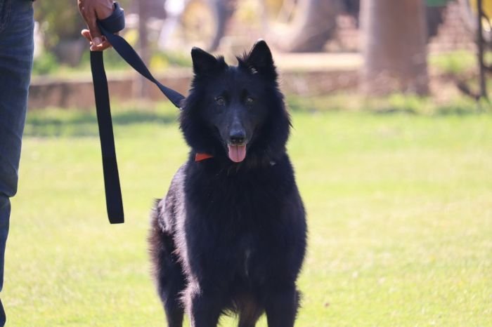 DogsIndia.com - Belgian Shepherd - Akshay Dagar