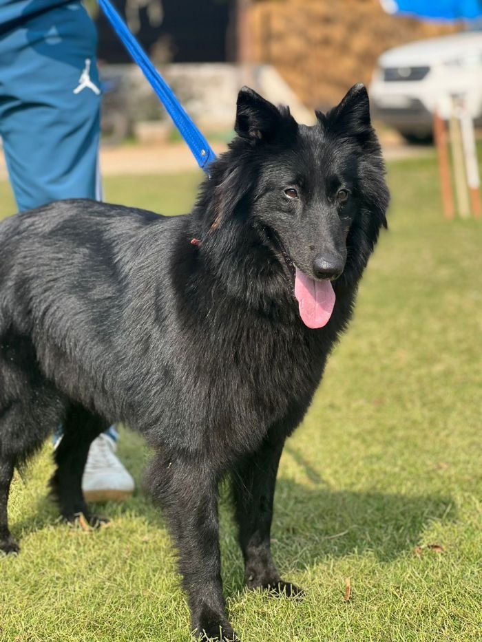 DogsIndia.com - Belgian Shepherd - Akshay Dagar