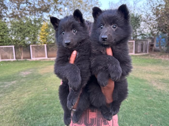 DogsIndia.com - Belgian Shepherd - Akshay Dagar