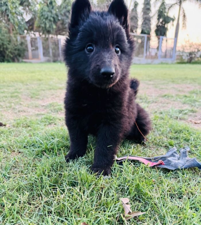 DogsIndia.com - Belgian Shepherd - Akshay Dagar
