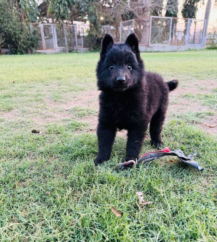 DogsIndia.com - Belgian Shepherd - Akshay Dagar