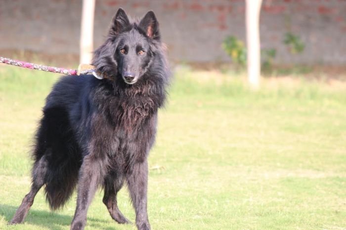 DogsIndia.com - Belgian Shepherd - Akshay Dagar