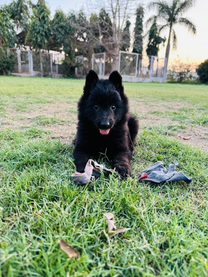DogsIndia.com - Belgian Shepherd - Akshay Dagar