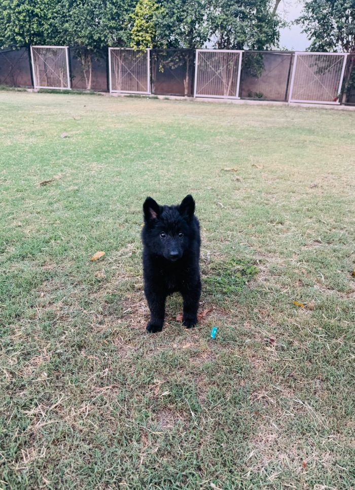 DogsIndia.com - Belgian Shepherd - Akshay Dagar