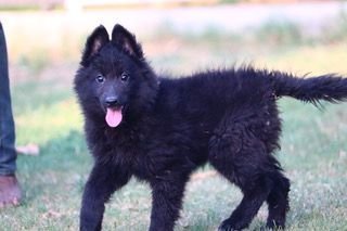 DogsIndia.com - Belgian Shepherd - Akshay Dagar