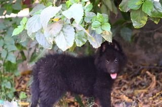 DogsIndia.com - Belgian Shepherd - Akshay Dagar