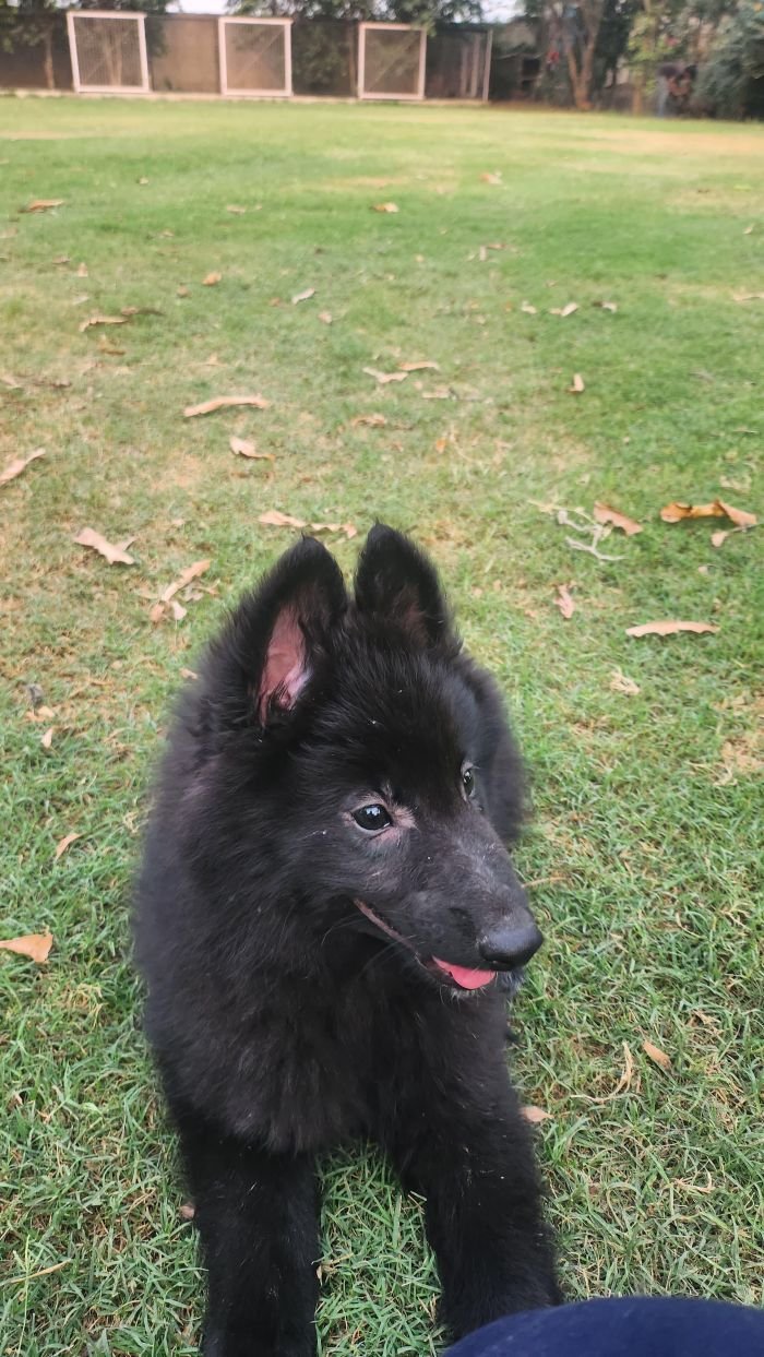 DogsIndia.com - Belgian Shepherd - Akshay Dagar