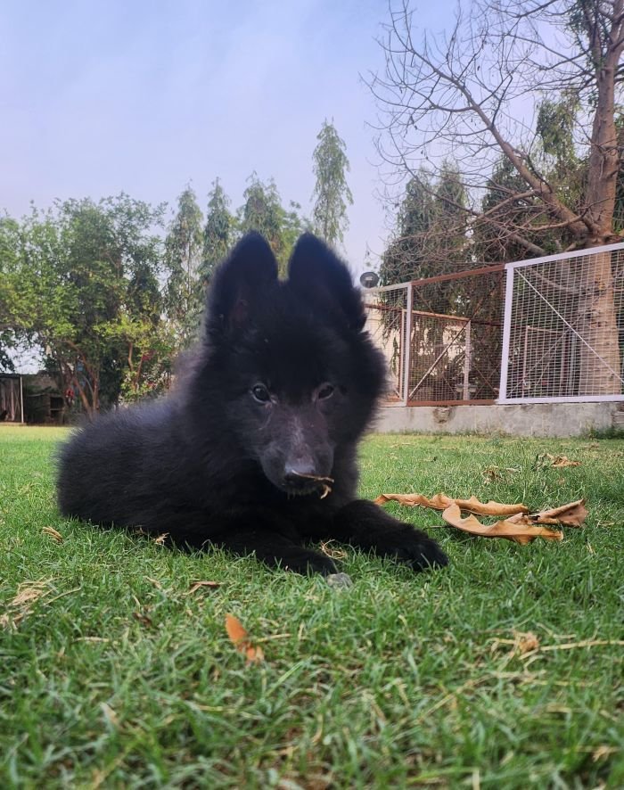 DogsIndia.com - Belgian Shepherd - Akshay Dagar