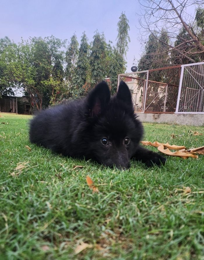 DogsIndia.com - Belgian Shepherd - Akshay Dagar