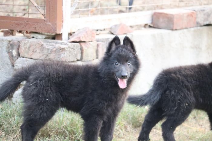 DogsIndia.com - Belgian Shepherd - Akshay Dagar