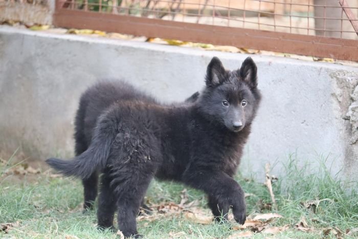 DogsIndia.com - Belgian Shepherd - Akshay Dagar