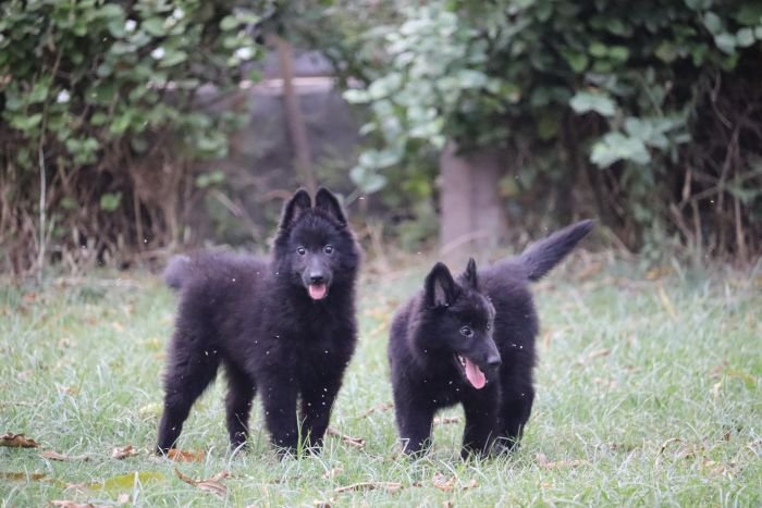DogsIndia.com - Belgian Shepherd - Akshay Dagar