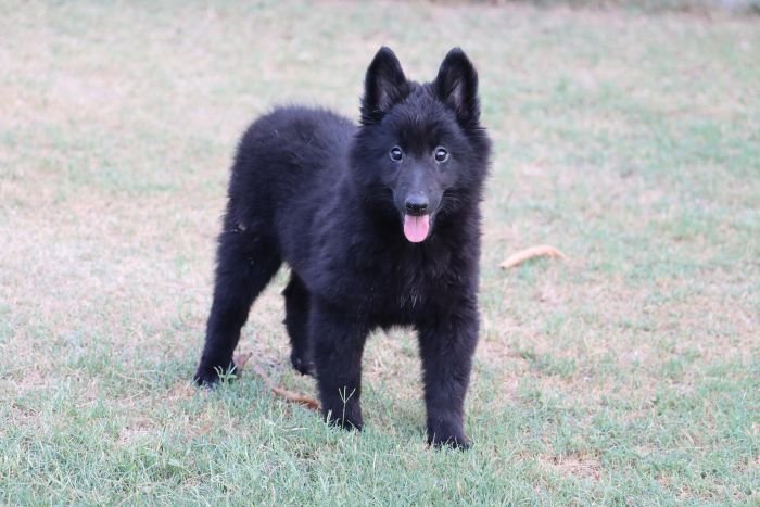 DogsIndia.com - Belgian Shepherd - Akshay Dagar