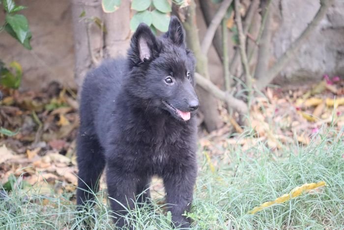 DogsIndia.com - Belgian Shepherd - Akshay Dagar
