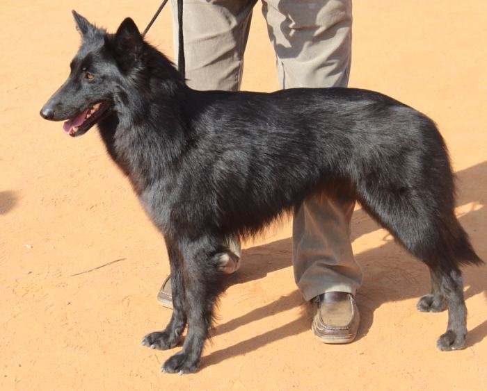 DogsIndia.com - Belgian Shepherd (Groenendael) - Nerlawoods