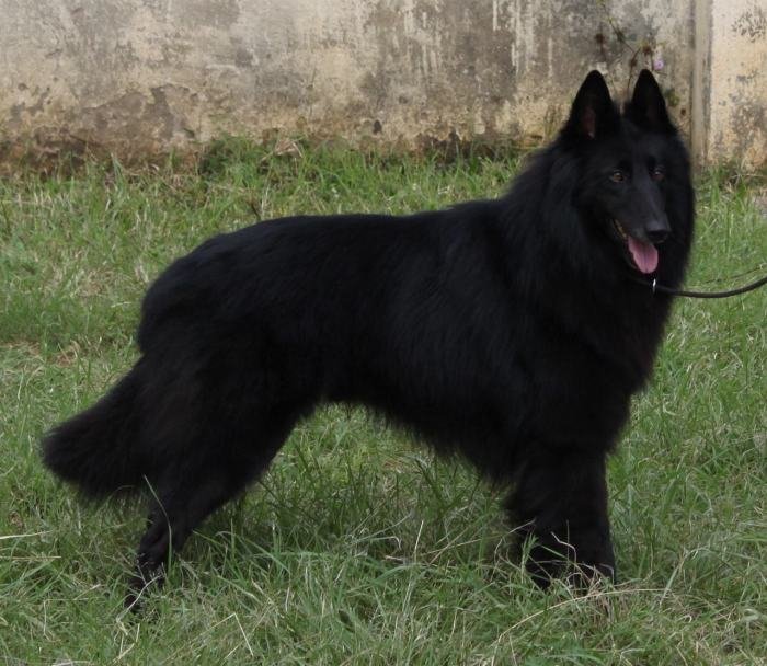 DogsIndia.com - Belgian Shepherd (Groenendael) - Nerlawoods