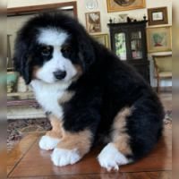 DogsIndia.com - Bernese Mountain Dog - Lasani