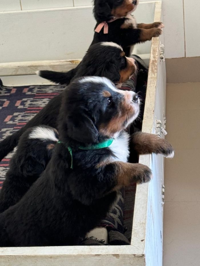 DogsIndia.com - Bernese Mountain Dog - Lasani