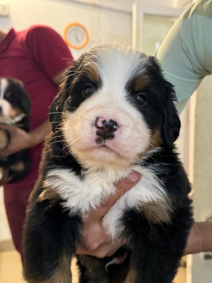 DogsIndia.com - Bernese Mountain Dog - Lasani