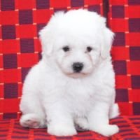 DogsIndia.com - Bichon Frise - Candle Light's Kennel