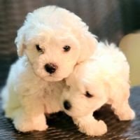 DogsIndia.com  Bichon Frise  Sandeep