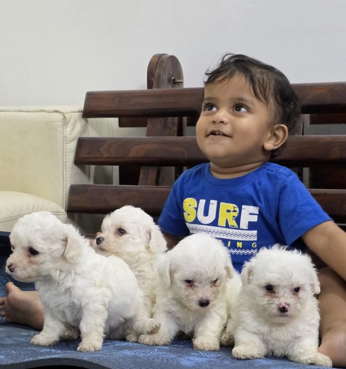 DogsIndia.com Bichon Frise Sandeep