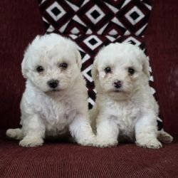 DogsIndia.com Bichon Frise Sandeep