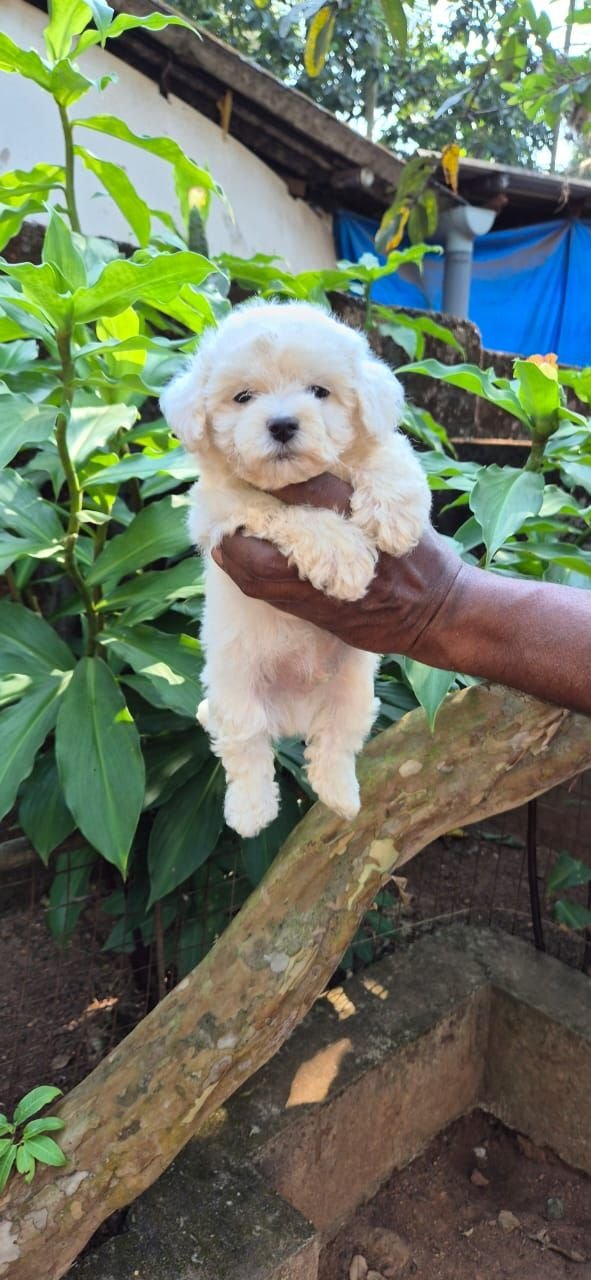 DogsIndia.com  Bichon Frise  Shade's