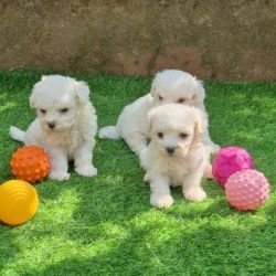 DogsIndia.com  Bichon Frise  Shade's
